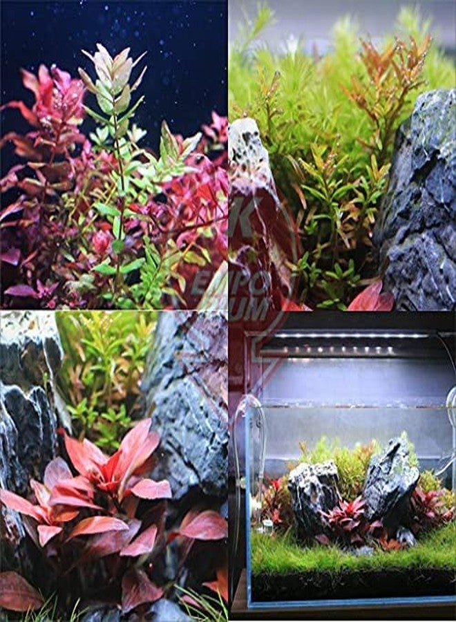 VAYINATO Neohelios (Xp-450|24W |Suitable For 45-60 Cm) Ultra Slim Xp Series Full Spectrum Flat Planted Aquarium Led Light - Image 5